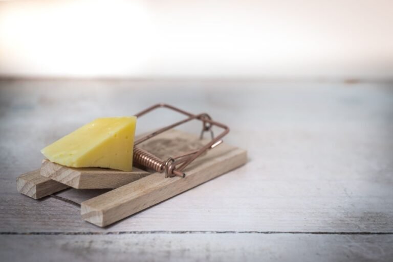 Las 7 Trampas Inmobiliarias Más Comunes en el Estado de México 15 Close-up of a wooden mousetrap with a piece of cheese on a rustic table surface.